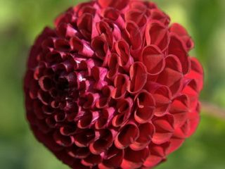Dahlia pompom: leírás + fotó 