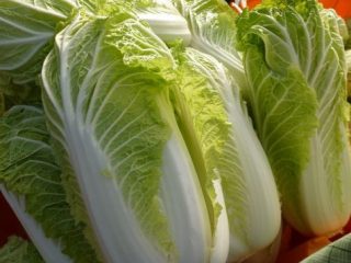 Varieties of Chinese cabbage resistant to flowering