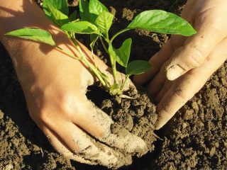 Planting peppers in open ground