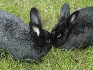 Razas de conejos para cría casera: características + fotos.