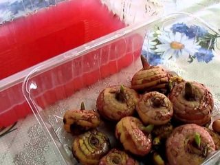 كيفية علاج بصيلات الجلاديولي قبل الزراعة