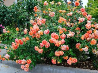 Rose Pat Austin: reviews