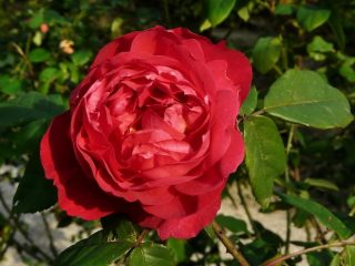 Rosas peonías: nombre de la variedad con foto.