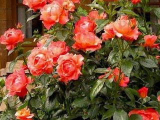 Názvy ruží Floribunda: najlepšie odrody