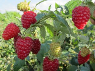 Remontant raspberry varieties for Siberia