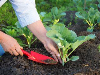 How to properly plant cabbage in open ground with seedlings