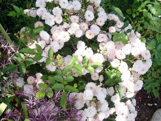 Chinese garden rose