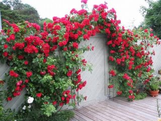 Rosa trepadora (trepadora): plantación y cuidado, apoyo.