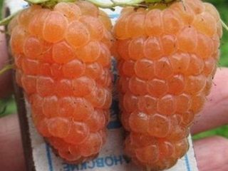 معجزة البرتقال