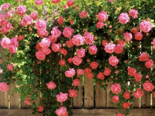 The best varieties of climbing roses: description + photo