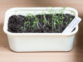 A petúnia palánták kinyúltak: mit kell tenni 