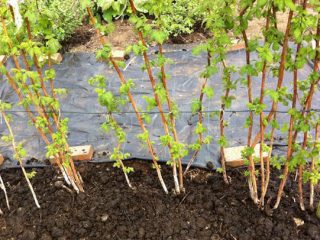 How to plant raspberries in spring: step-by-step instructions
