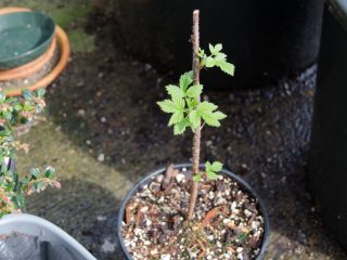 Raspberry transplant
