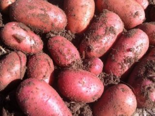 Red Lady Potatoes