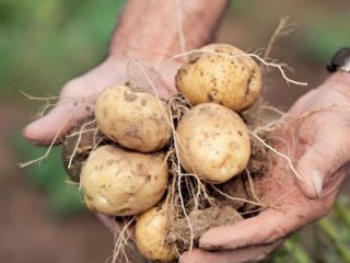 Potatoes Blue