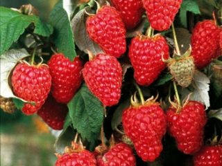 Remontant raspberry varieties for the Moscow region