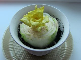 Peking cabbage from stalks: growing at home