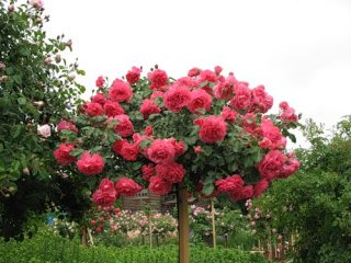 Rosa trepadora Rosarium Jutersen: plantación y cuidado.