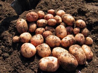 Potato variety Aurora: characteristics