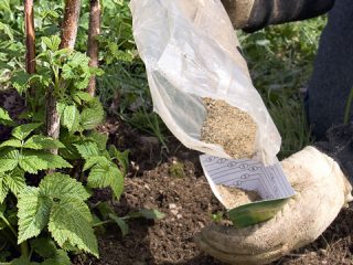 Cómo fertilizar frambuesas en primavera.