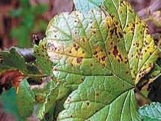 Raspberry diseases and pests in pictures and their treatment
