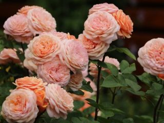 Rose Charles Austin: fotografia a popis