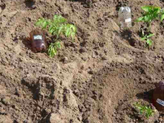 At what distance to plant tomatoes in a greenhouse?