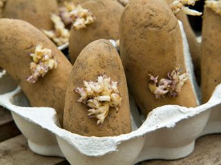 How to prepare potatoes for planting