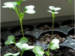 Cabbage seedlings stretched out: what to do