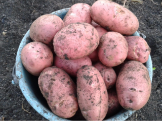 Potato Zhuravinka