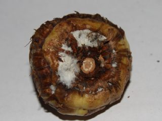 Gladiolus: diseases and pests