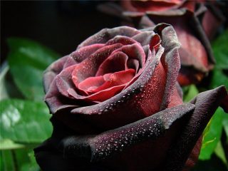 Rosa trepadora Reina negra