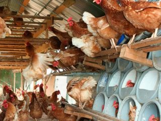 Plan de negocio para la cría de gallinas ponedoras.