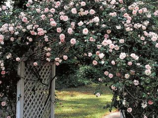 Climbing roses blooming all summer