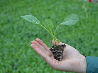 When to sow cabbage for seedlings in Siberia