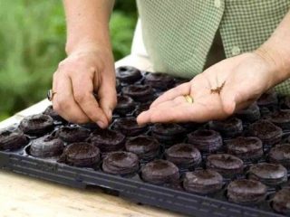 متى تزرع البروكلي للشتلات