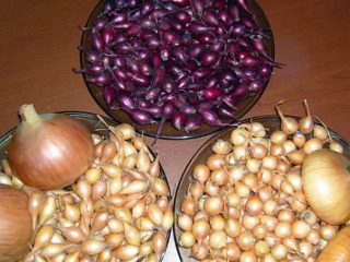 How to treat onions before planting