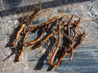 How to propagate remontant raspberries