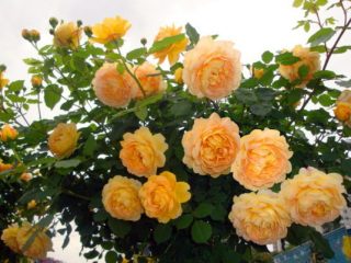Austin Rose Planting Pattern