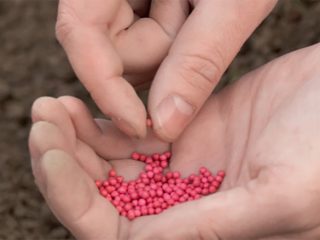 How to plant granulated carrots