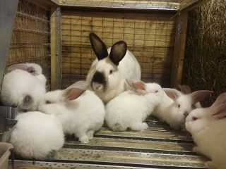 Conejos de California: cría en casa.