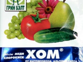 Fertilizer for tomatoes Hom