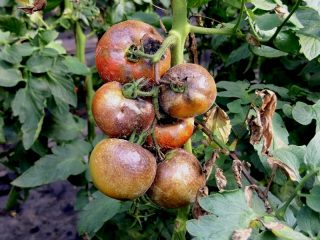 How to spray tomatoes against late blight