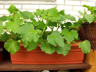 Fertilizers for cucumbers on the balcony at home