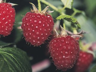 Raspberry Pride of Russia: beoordelingen van tuiniers