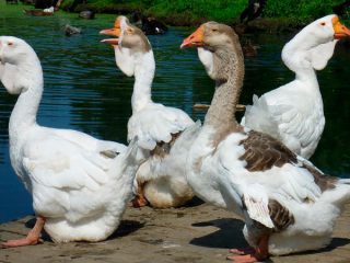 Kholmogory breed of geese: characteristics