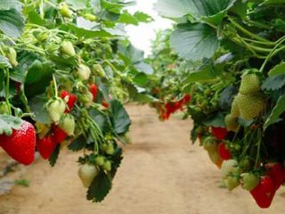 La mejor manera de cultivar fresas.
