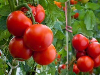Nutrición compleja para tomates.