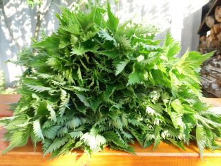 Nettle as a fertilizer for cucumbers