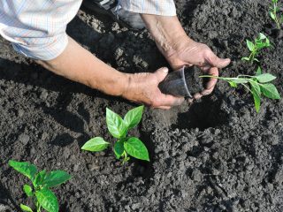 Feeding peppers after planting